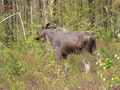 moose